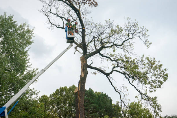 Why Choose Our Tree Removal Services in Corcoran, MN?