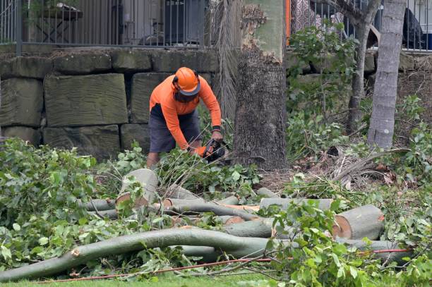 Professional  Tree Services in Corcoran, MN